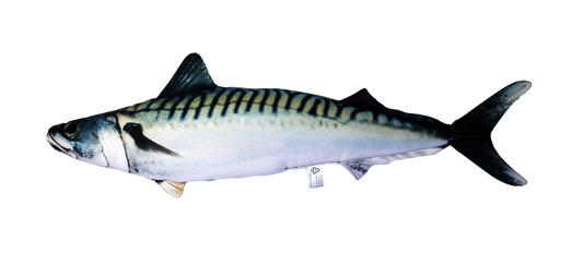Fiskepute - Makrell - Scomber Scombrus - 60cm